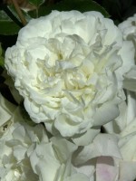 Rose White Meidiland ® - Meilland