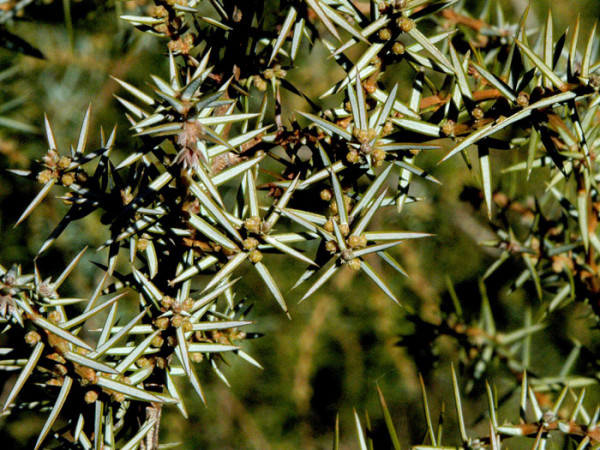 Juniperus communis, Gemeiner Wacholder