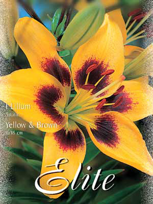 Asiatische Lilien-Hybride &#039;Yellow and Brown&#039;, Lilium (Art.Nr. 521692)