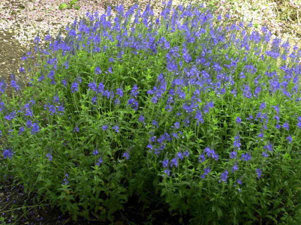 Veronica austriaca &#039;Königsblau&#039;, Büschel-Ehrenpreis, Großer Ehrenpreis