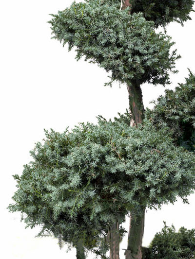 Juniperus chinensis &#039;Blue Alps&#039; Bonsai-Form, XXL-Produkt