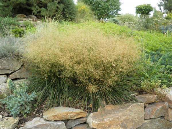 Deschampsia cespitosa &#039;Palava&#039;, niedere Waldschmiele