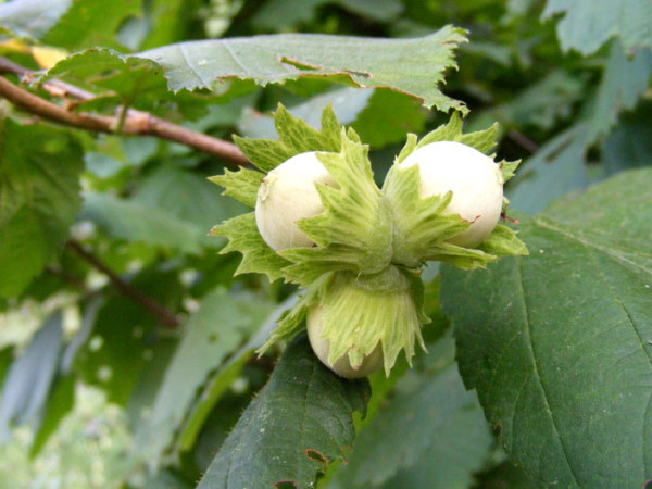 Corylus avellana, Haselnuss, Waldhasel