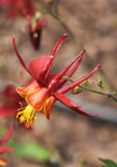 aquilegia-crimson-star56d98ca20cdca