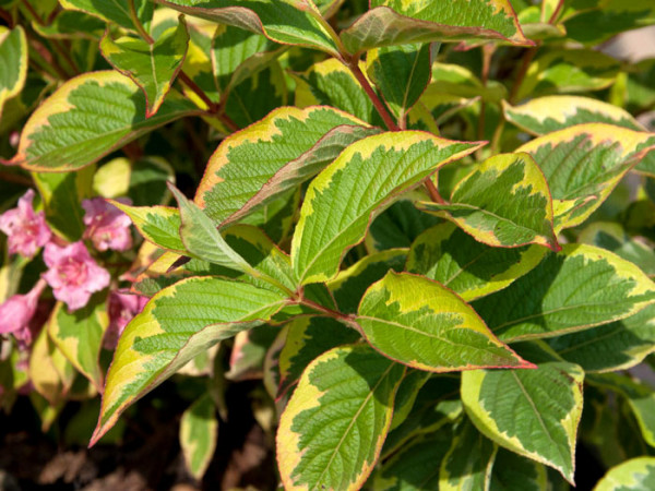 Weigelie Nana Variegata