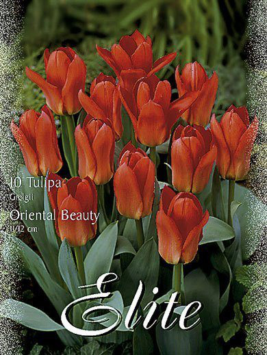 Greigii-Tulpe &#039;Oriental Beauty&#039; (Art.Nr. 595764)