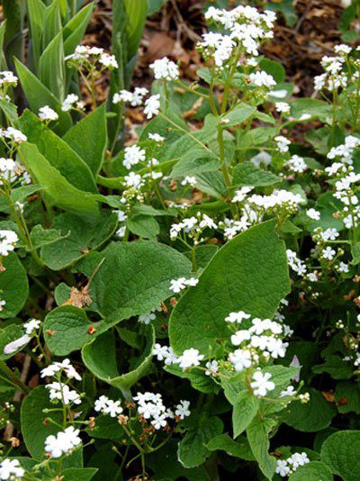 Brunnera macrophylla &#039;Betty Bowering&#039; Kaukasus-Vergissmeinnicht