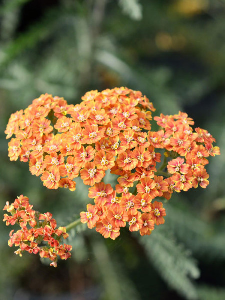 Achillea millefolium &#039;Terracotta&#039; (M), Schafgarbe