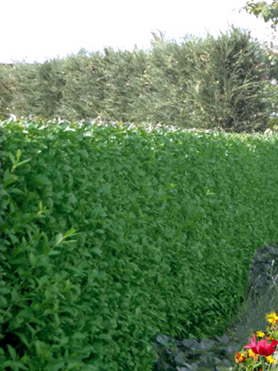 70-100cm  Heckenpflanzen % Super Sale %  Ovalifolium 15st Liguster ovali 