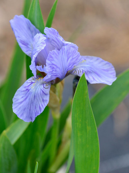 Iris x barbata-nana &#039;Blue Denim&#039;, Zwerg-Schwertlilie, Zwerg-Bartiris