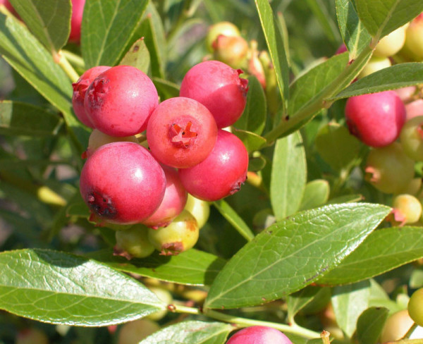 Vaccinium corymbosum &#039;Pink Lemonade&#039;, Pinkfarbene Heidelbeere