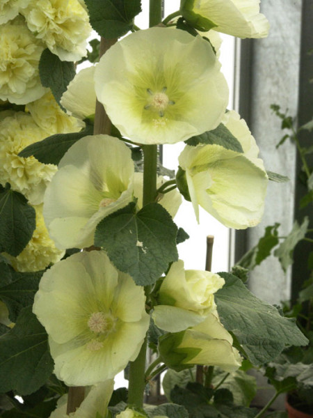 Alcea rosea &#039;Sunshine&#039; (M), Stockrose, englische Stockrose, Spotlight-Stockrose