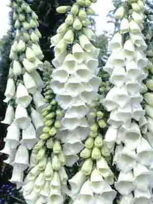 Digitalis purpurea 'Alba' (M), Fingerhut