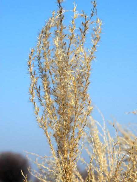 Miscanthus sinensis &#039;Silberfeder&#039;, China-Schilf