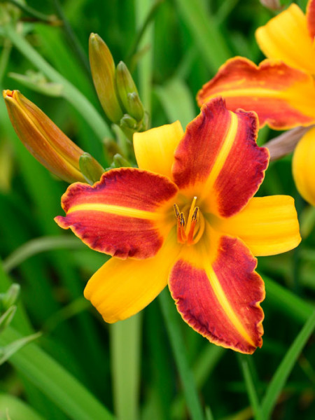 Hemerocallis x cultorum &#039;Frans Hals&#039;, Garten-Taglilie