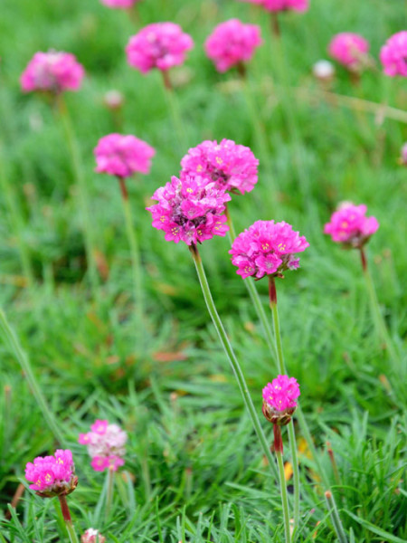 Armeria maritima &#039;Düsseldorfer Stolz&#039; (M), Grasnelke, Strandgrasnelke