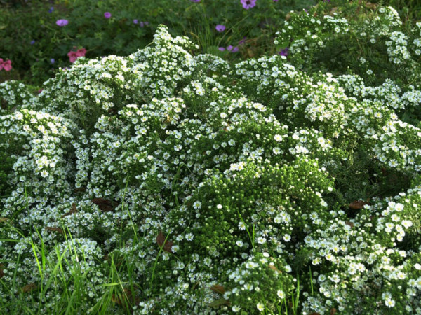 Aster ericoides &#039;Snow Flurry&#039;, kriechende Myrtenaster, Garten-Erika-Aster