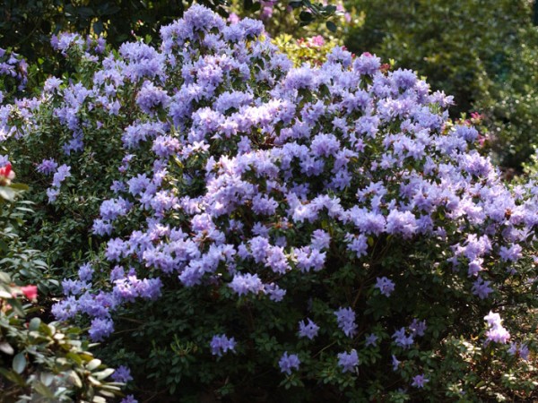 Rhododendron impeditum &#039;Blue Tit&#039;