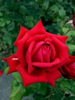 Rose Burgund 81 ® - Kordes
