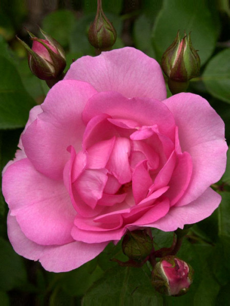 Blüte der Rose Centenaire de Lourdes