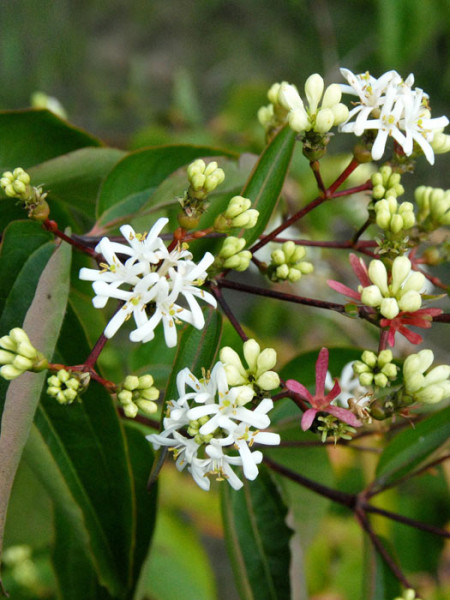 Blüte Sieben Söhne des Himmels Strauch