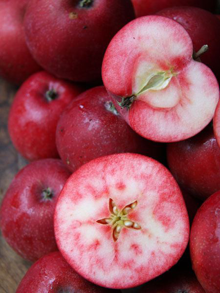 Fruchtfarbe Apfel Rosette