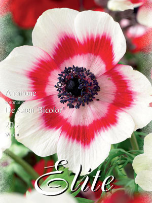 Anemone De Caen &#039;Bicolor&#039;, Anemone coronaria (Art.Nr. 520752)