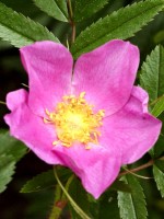 Rosa nitida, Glanzrose, glanzblättrige Rose