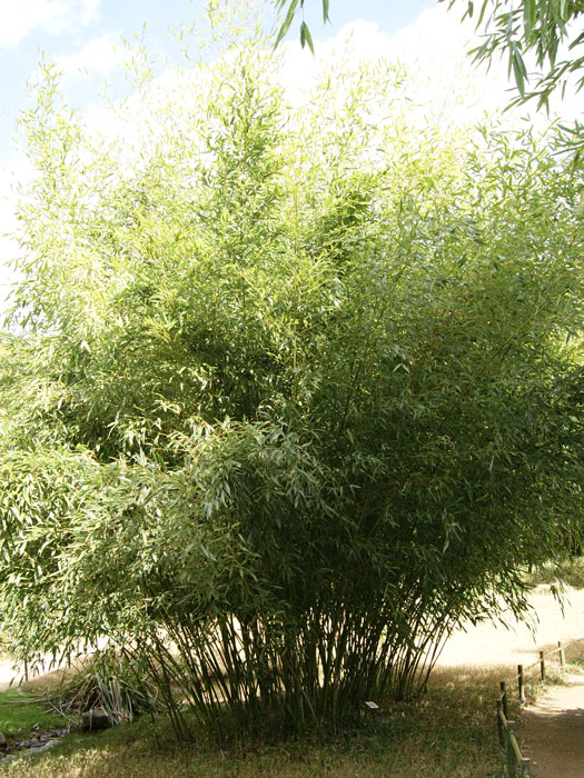 Phyllostachys bissetii