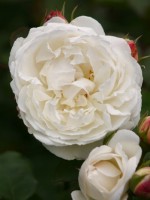 Rose Winchester Cathedral ® - Austin