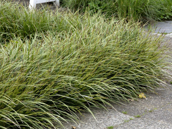 Carex morrowii &#039;Variegata&#039; (M), Weißrandige Japan-Segge