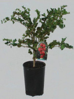 Stachelbeere 'Spinefree'