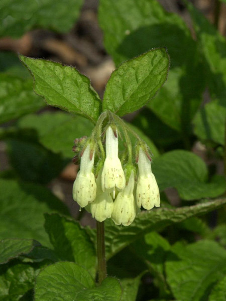 Symphytum grandiflorum, Beinwell, Kleiner Kaukasus-Beinwell