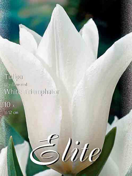 Lilienblütige Tulpe &#039;White Triumphator&#039; (Art.Nr. 5954866)