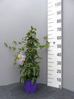 Passionsblume 'Clear Sky', Passiflora