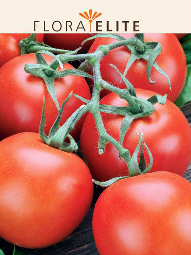 Tomate 'Hellfrucht' (Art.Nr. 21555)