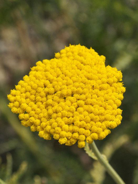 Achillea filipendulina &#039;Coronation Gold&#039; (M), Schafgarbe, Goldquirl-Garbe