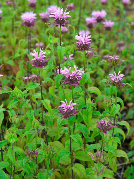 Monarda fistulosa &#039;Beauty of Cobham&#039; (M), Indianernessel