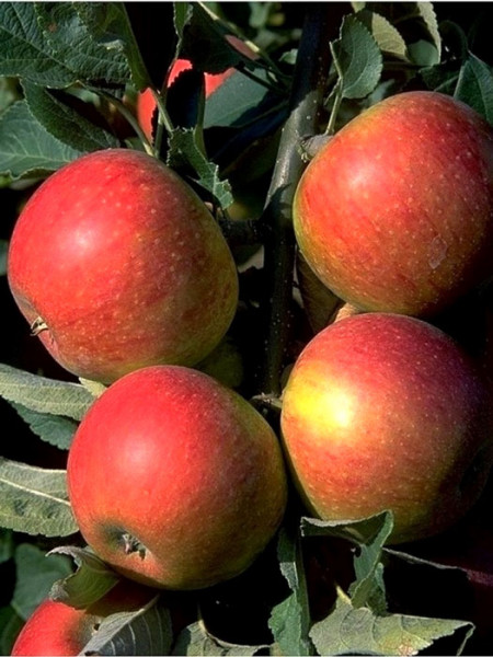 Der Apfel 'Alkmene'