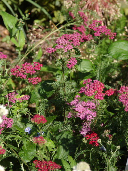 Achillea millefolium &#039;Cerise Queen&#039;, Schafgarbe