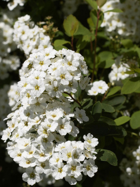 Prachtspiere Blüte