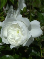 Rose Snow Ballet ® - Harkness