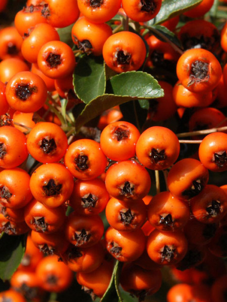 Pyracantha &#039;Orange Charmer&#039;, Feuerdorn