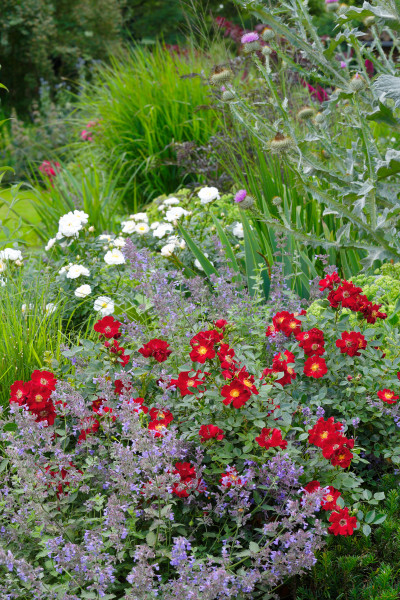 Bodendeckerrose &#039;Bienenweide-Rot&#039; ® - Tantau