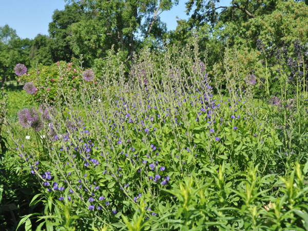 Baptisia australis, Indigolupine