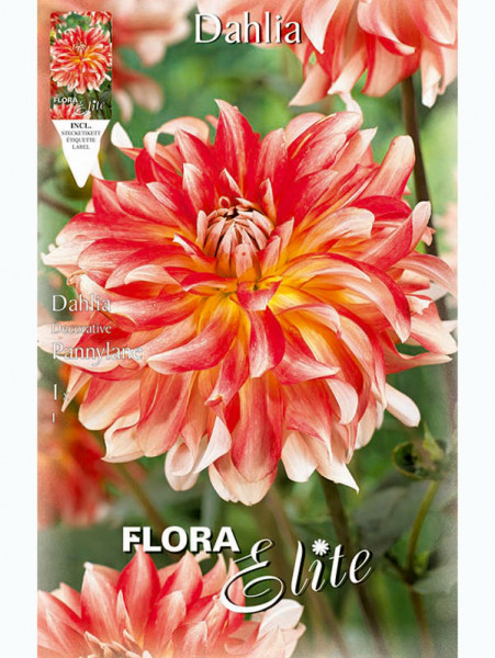 Schmuck-Dahlie 'Penny Lane', Dahlia (Art.Nr. 5201810)