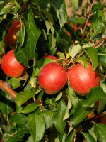 Apfel Rewena (S)