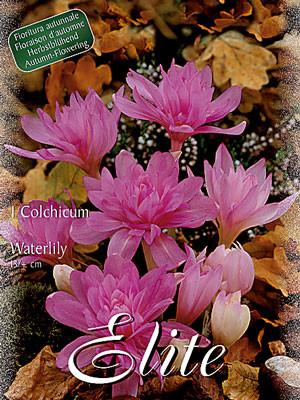 Herbstzeitlose &#039;Waterlily Seerose&#039;, Colchicum (Art.Nr. 596574)