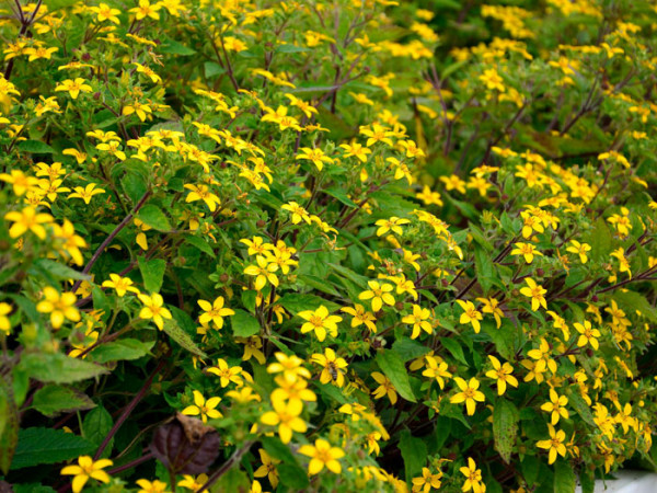 Das Goldkörbchen in voller Blüte