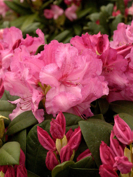 Rhododendron &#039;Walküre&#039;